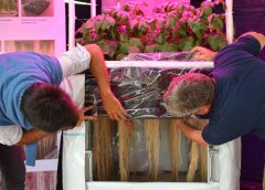 INIA exhibe en Melilla un sistema que mejora la disponibilidad de semilla certificada de papa