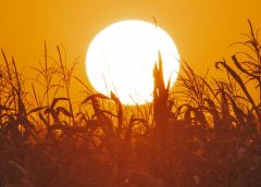 Agricultura "al límite" en todo el mundo por recrudecimiento de episodios de calor extremo