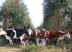 Proyecto de Montes del Plata, presentado en Algorta, apuntala a pequeños ganaderos con varios beneficios