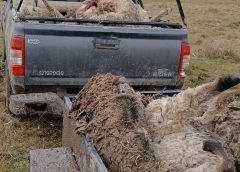 La Federación Rural y el productor que murió tras el ataque de un perro a ovinos: "¿Qué más tiene que pasar?"