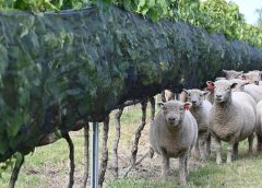 La lista de beneficios que permite el pastoreo con ovinos en viñedos y detalles del manejo validado por INIA