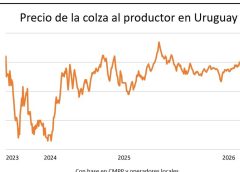 La colza se despega aún más en el mercado de granos justo cuando se activa la siembra en campos uruguayos