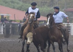 Todo listo para que en la Rural del Prado arranque el "Mundial de Caballos Criollos"
