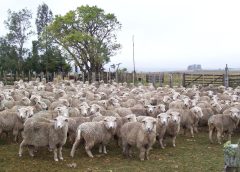 El sector ovino experimenta una semana récord con inéditos precios máximos para su carne y lana