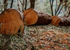 La destrucción de bosques tropicales se moderó en 2025, pero preocupa