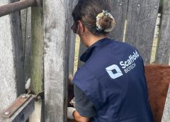 Primeras evaluaciones de una vacuna contra la garrapata bovina "made in Uruguay"