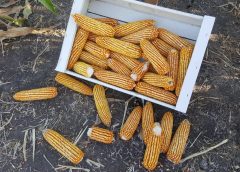 La agricultura puede fortalecer su aporte a sistemas agroalimentarios con mejoras de productividad
