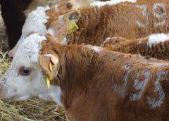 Nueva medida obligatoria del MGAP tras frecuentes problemas en exportaciones de carnes