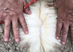 En las lanas, por lo que se manda a faena y en la carne ovina los precios siguen positivos