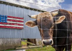 Preocupación en Estados Unidos tras confirmarse el ingreso a Texas de una plaga de gran impacto en Uruguay