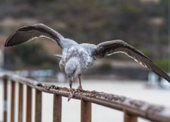 Australia detecta el primer caso de gripe aviar H5 en su territorio continental