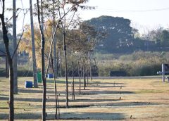 Conmemoración especial en Bella Unión: plantaron 20 ibirapitás por el Día Mundial del Medio Ambiente