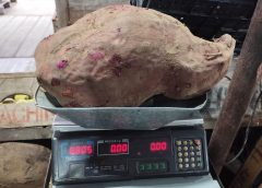 La historia de los boniatos gigantes de Tacuarembó, por qué no se venden y qué destino pueden tener