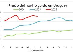 Mejora gradual de la faena de vacunos e indicios de aumento en los precios del ganado