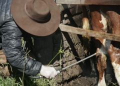 Primer trabajo de la serie educativa sobre garrapata bovina explica qué es una generación de este parásito