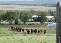 Residuos biológicos en alimentos: MGAP informó sobre expedientes y cómo se acciona para proteger los mercados