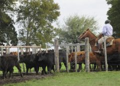 Los números detrás de la inversión récord en el sector agropecuario