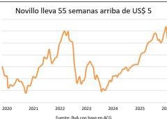 Una marca histórica para el precio de los novillos en Uruguay