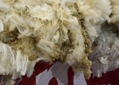 Auge en el Mercado Ovino: Demanda Sólida para Lana y Carne de Faena